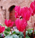 Autunno in Toscana - Borgo medievale di Certaldo Alto (FI)