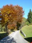passeggiate autunnali
