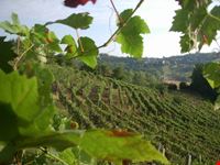 a spasso tra le vigne