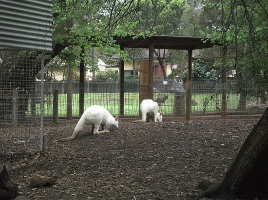 featherdale wildlife park