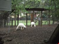 featherdale wildlife park
