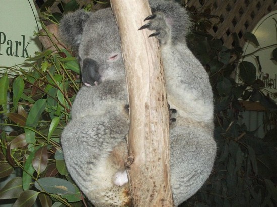 featherdale wildlife park