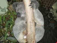 featherdale wildlife park sydney