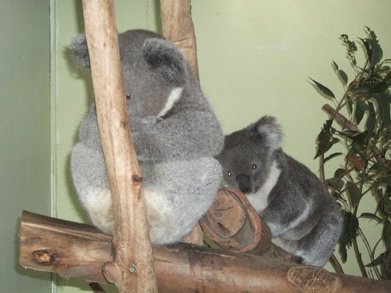 featherdale wildlife park