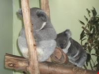 featherdale wildlife park sydney