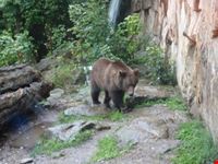 Alpenzoo