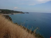mare