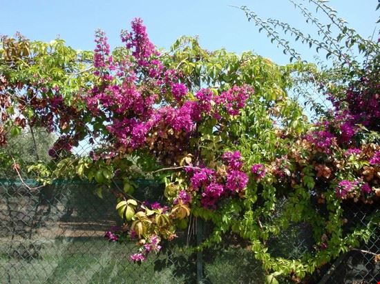  un esempio della bellissima flora  