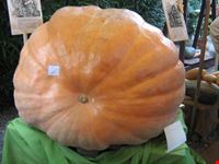 Mostra della zucca di Murta.