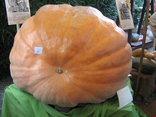 Murta - Mostra della zucca. - La zucca più grossa in una mostra recente.