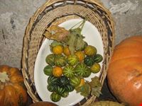 Mostra della zucca di Murta.