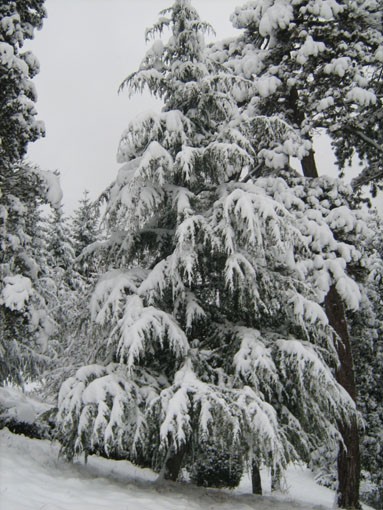 Nevicata.