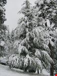 Nevicata.