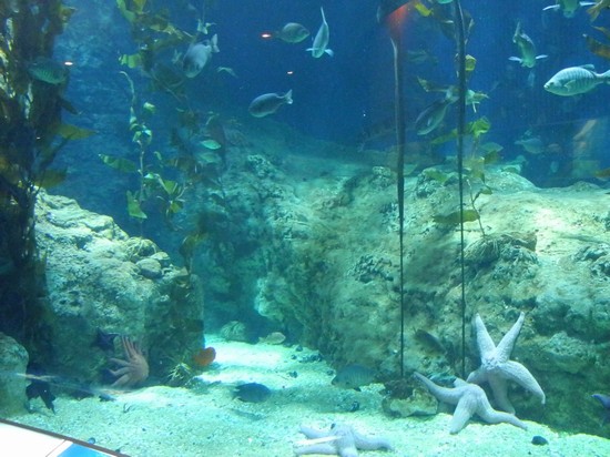 acquario