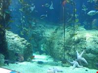 acquario