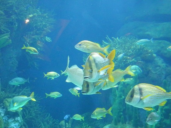 acquario