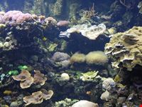 acquario