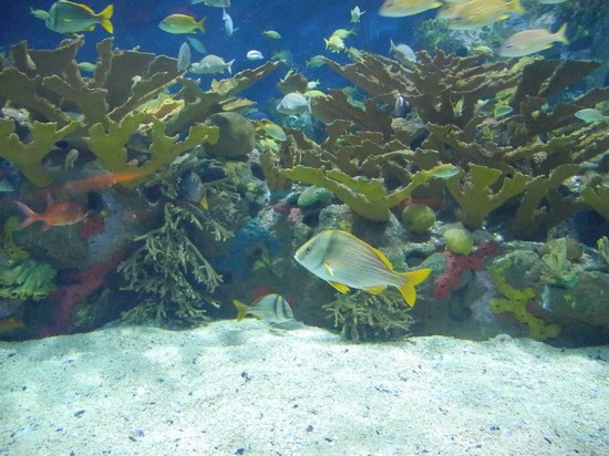 acquario