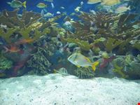 acquario