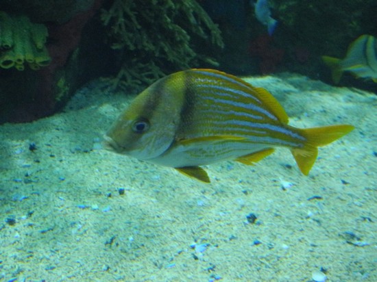 acquario