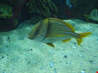 acquario