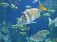 acquario