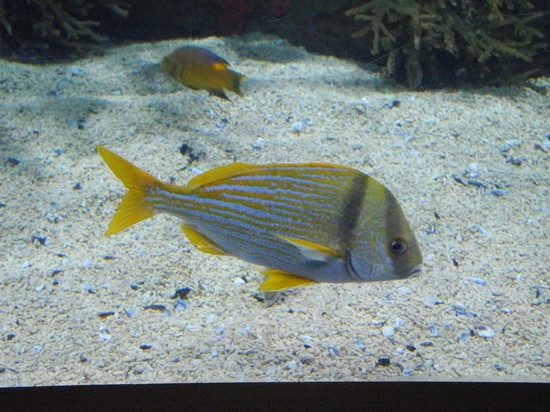 acquario