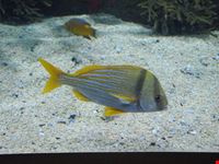 acquario