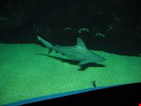 acquario