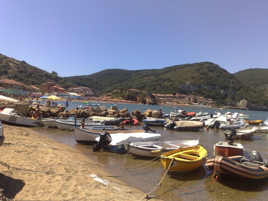 giglio campese
