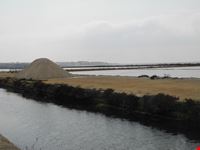 saline