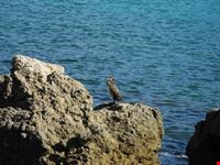 scoglio