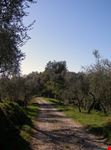 Aramo frazione di Pescia