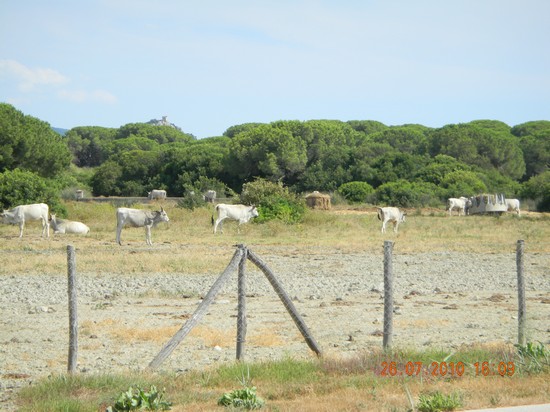 marina di alberese