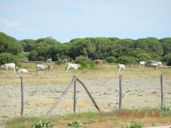  Grosseto  