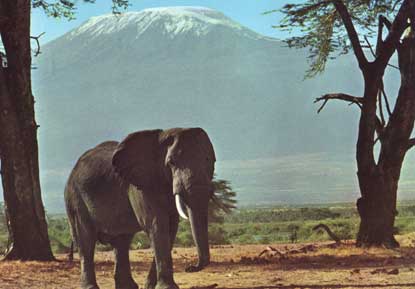 L'elefante e sullo sfondo il Kilimanjaro