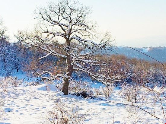  pianta di quercia con neve ...  