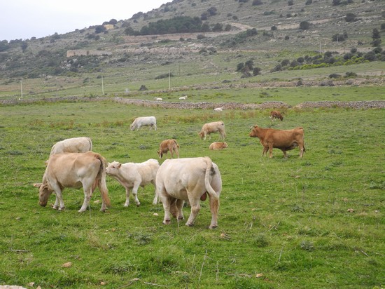 bovini al pascolo