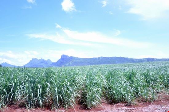  Le piantagioni di Ananas, altra risorsa di questo splendido paese  