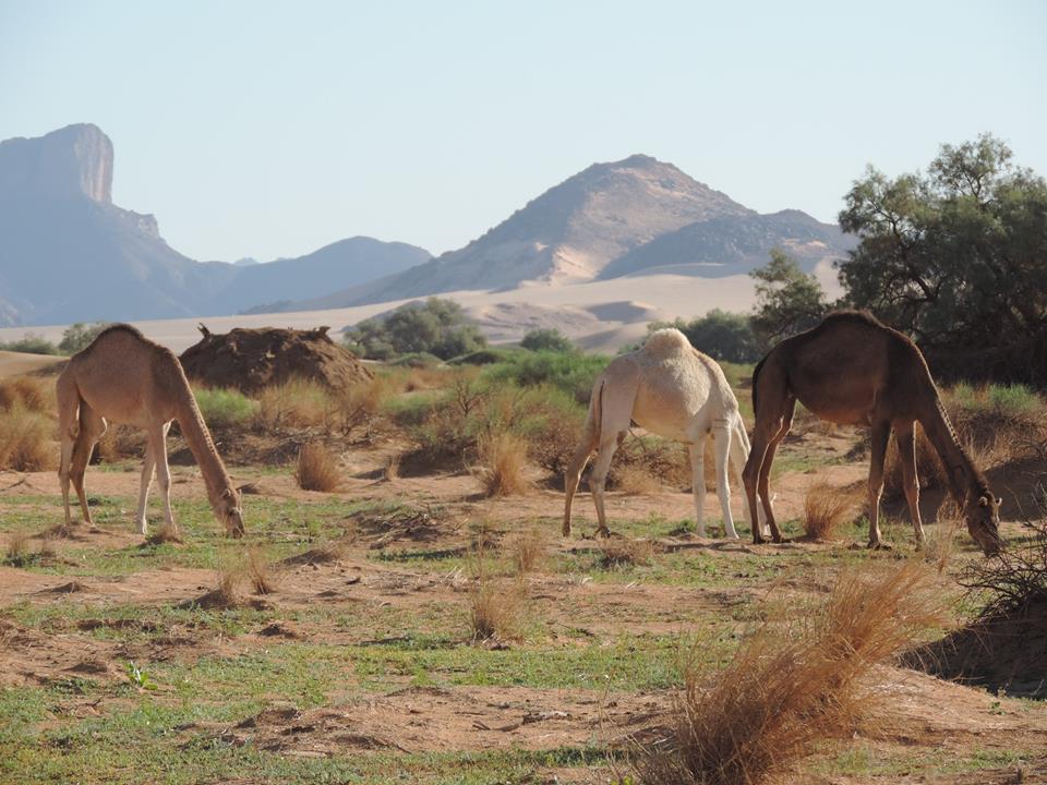 DESERTO