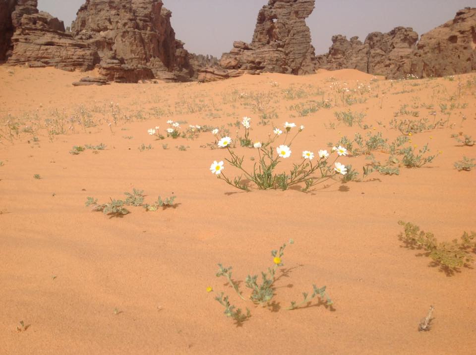 Algeria