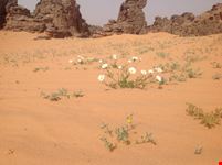 Algeria