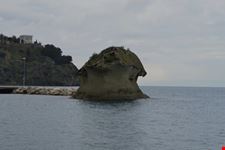 Il fungo
