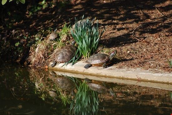  Tartarughe d'acqua si riscaldano al sole.  