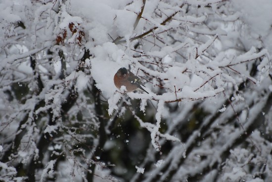 Fringuello su acero innevato.