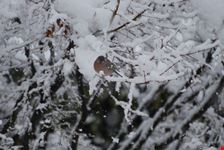 Fringuello su acero innevato.