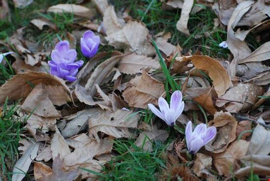  Varietà Colchicum  
