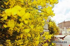 Ginestre
