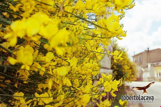 Ginestra