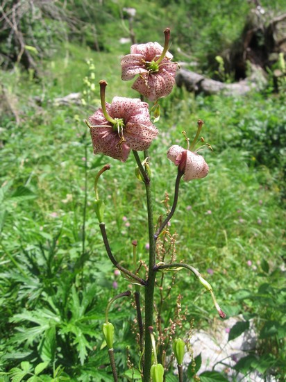 Flora estiva Giglio martagone